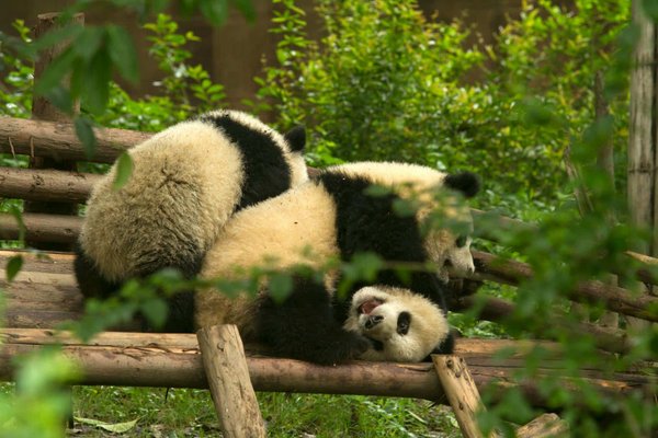 Quels sont les meilleurs endroits pour observer les pandas en Chine sans guide?