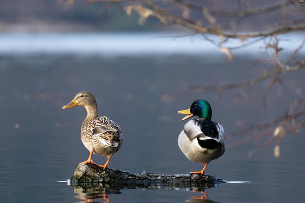 Quelle croisière propose des excursions pour observer les oiseaux migrateurs en Patagonie?